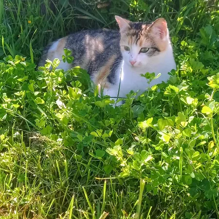 Aux 40 Ecus - Gingko Semesterbostad *