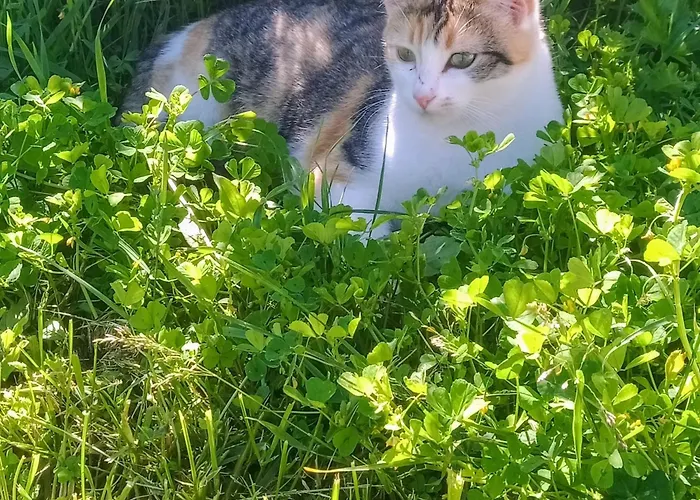 Aux 40 Ecus - Gingko Ferienhaus *